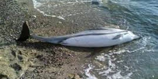 Alertă la malul mării Un delfin a fost găsit mort pe o plajă din