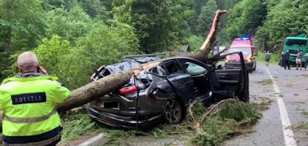 O femeie a murit și un bărbat a fost rănit din cauză că un arbore a