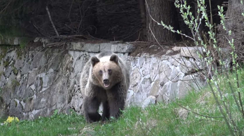 UPDATE Trupul tinerei care a fost ucisă de urs pe traseul Jepii Mici a