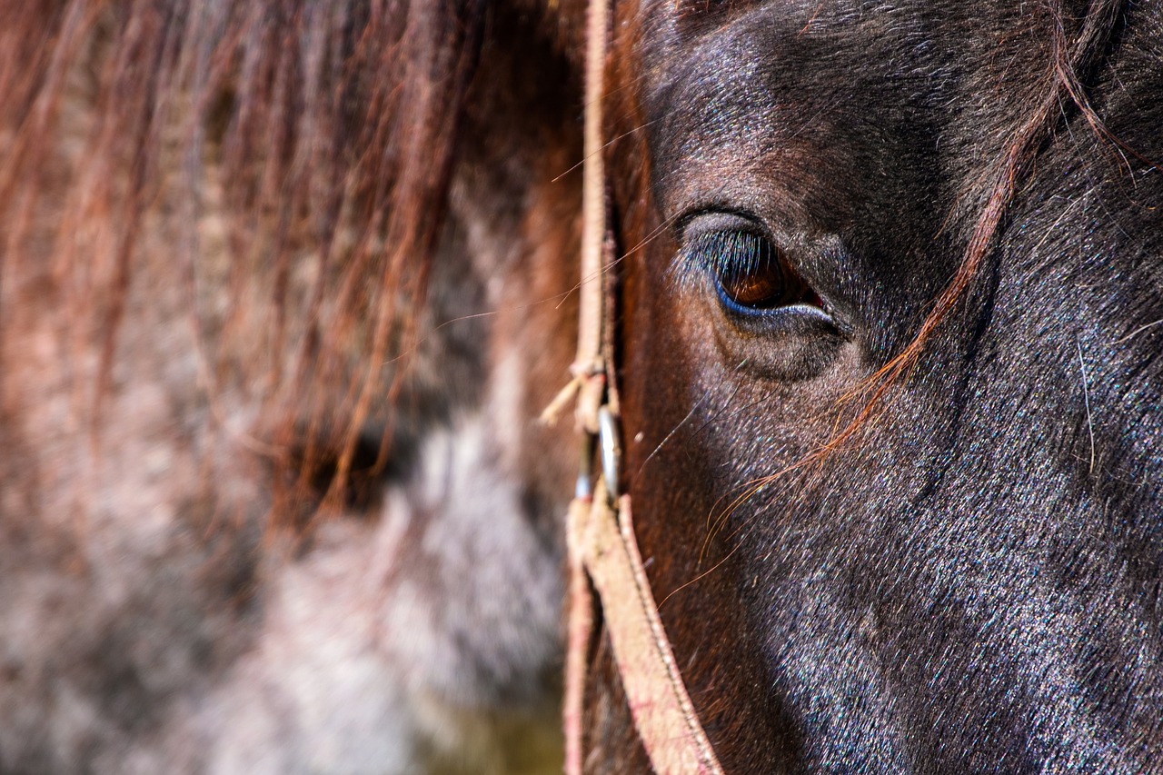 Uccidevano cavalli e vendevano la carne in Italia/Business ad un gruppo di rumeni di cui facevano parte anche dei veterinari