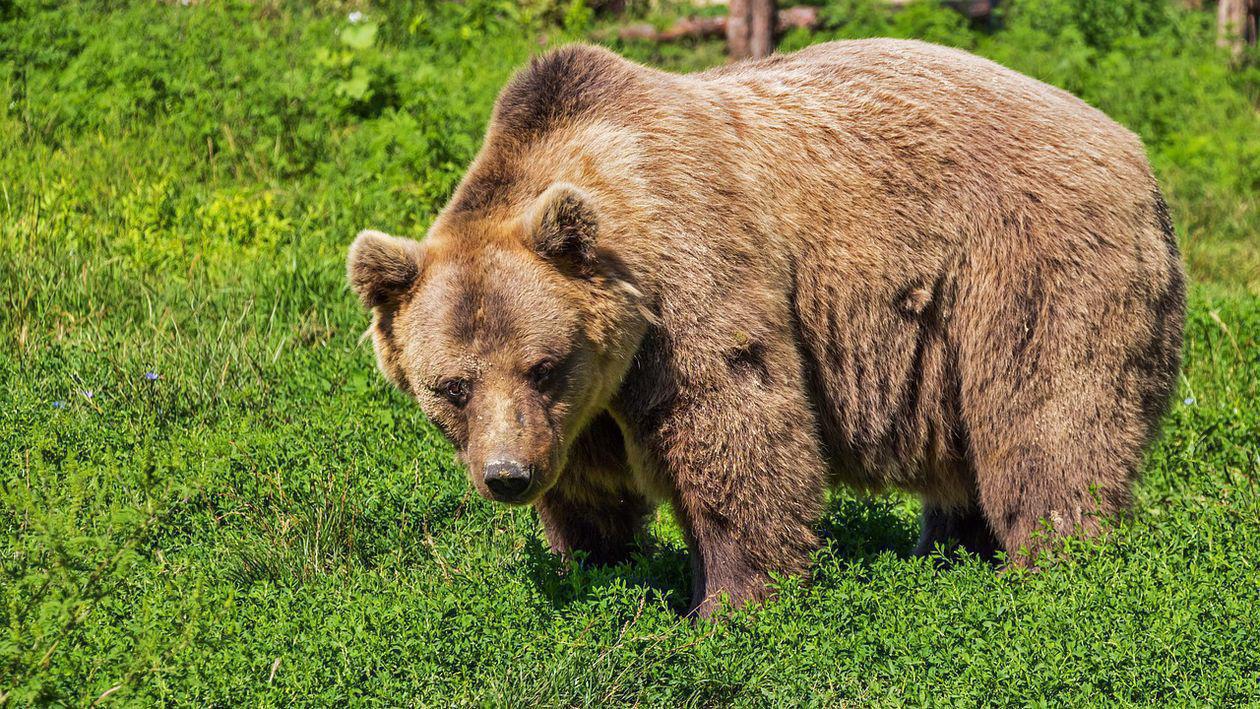 Mesaj RO-Alert, după ce un urs a fost văzut într-o gară CFR. Recomandările ISU