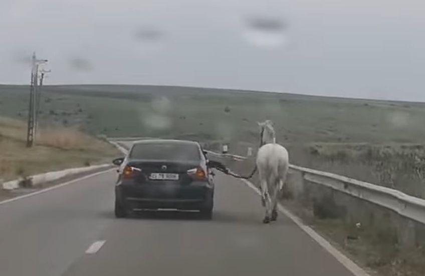 Imagini virale. Cal plimbat cu BMW-u: „Nu fiți răutăcioși!! E Moldova, nu Austria…” (VIDEO)