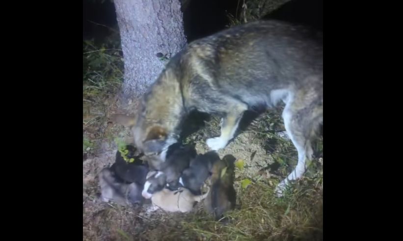 Șase cățeluși, abandonați într-un sac atârnat de un copac. Ei au fost salvați de jandarmii montani (VIDEO)